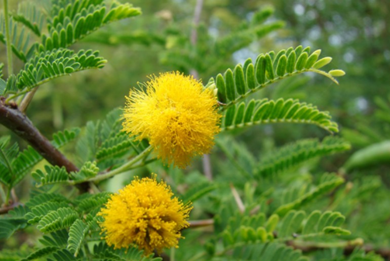 Acacia dealbata seed